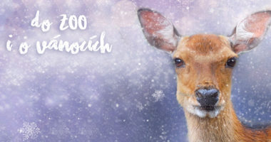 vanoce_zoo